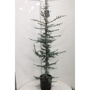 Cedrus libani 'Glauca' P30 potgedrukt