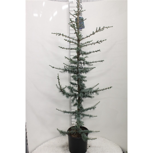 <h4>Cedrus libani 'Glauca' P30 potgedrukt</h4>