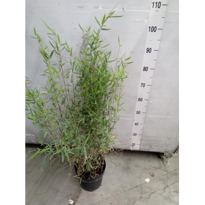 Fargesia  'Jiuzhaigou Deep Purple'