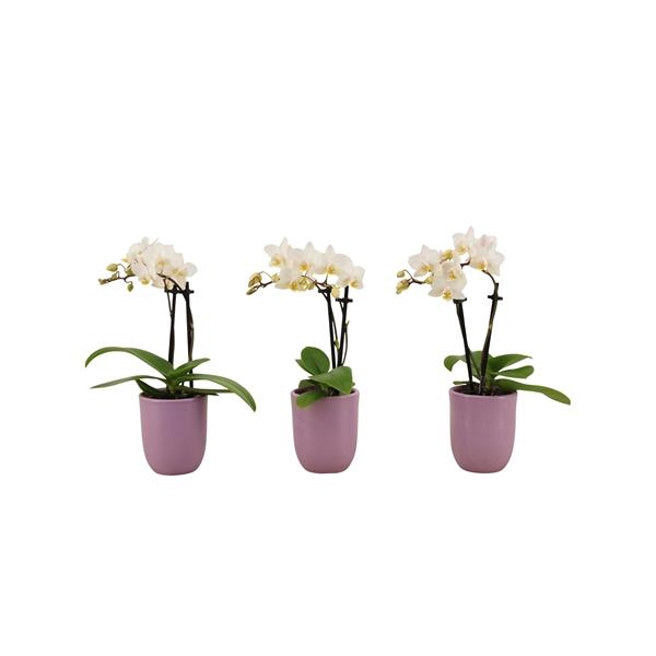 <h4>Hugo Lavender Tiny Dolls Wit 2T12+ Aqu@</h4>