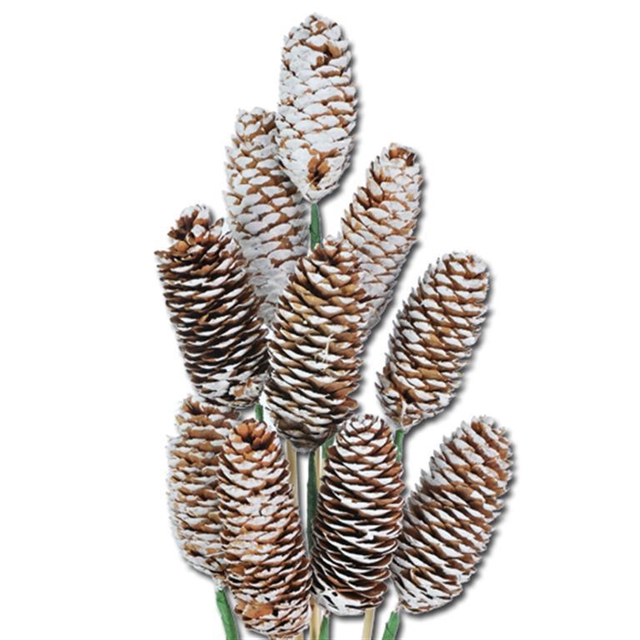 <h4>Spruce C O/s 10 Nat Wh Tp</h4>