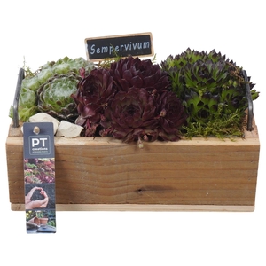 PTS7465 Arrangement Sempervivum in houten bak