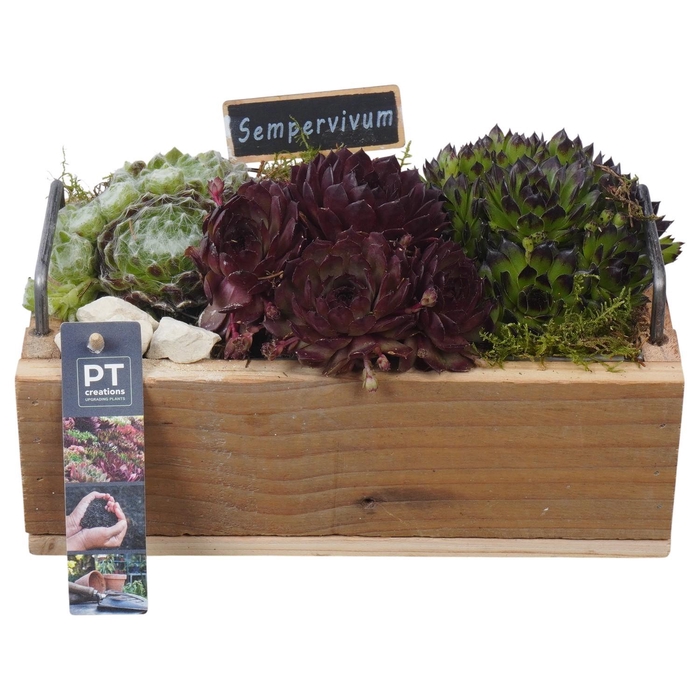 <h4>PTS7465 Arrangement Sempervivum in houten bak</h4>