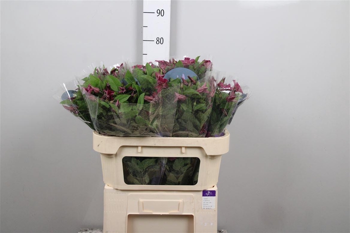 <h4>Clem Amazing Kyiv</h4>