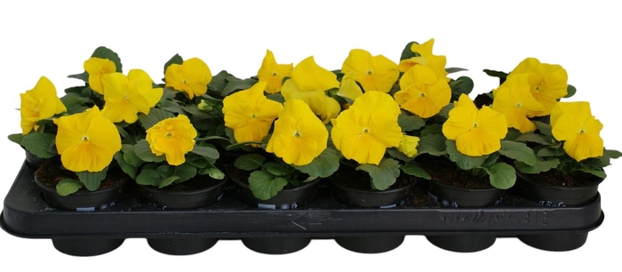 <h4>Viool F1 zuiver geel p9</h4>