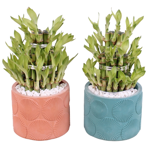 <h4>Lucky Bamboo Shape Round 3S Ø11cm Ceramic EV464</h4>