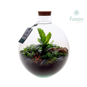 Terrarium Okaido Large met arrangement 7pp