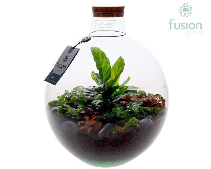 <h4>Terrarium Okaido Large met arrangement 7pp</h4>