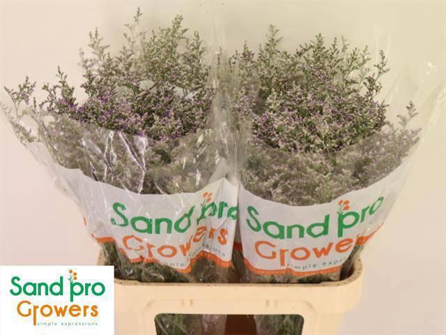 <h4>LIM MISTY BLUE</h4>