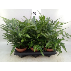 Nephrolepis   ...