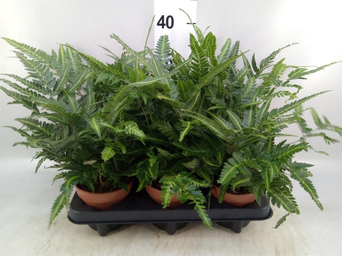 <h4>Nephrolepis   ...</h4>