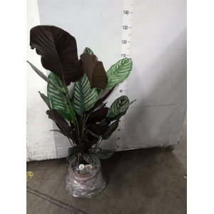 Calathea sanderiana