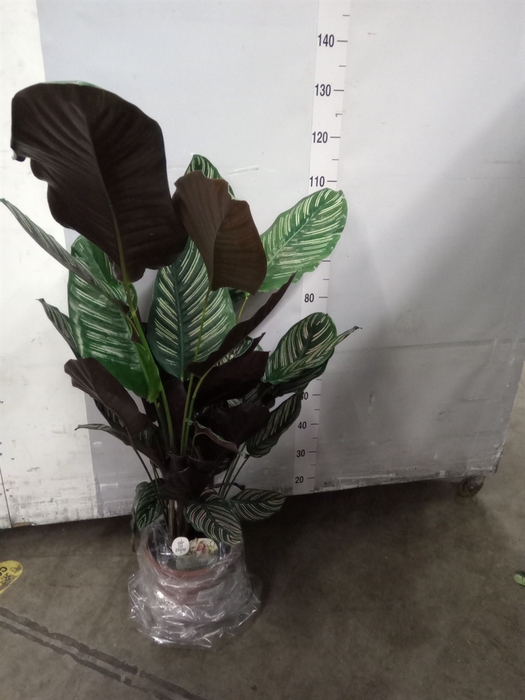 <h4>Calathea sanderiana</h4>