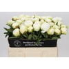 Paeonia Fringed Ivory