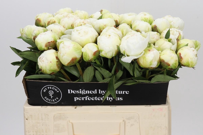 Paeonia Fringed Ivory