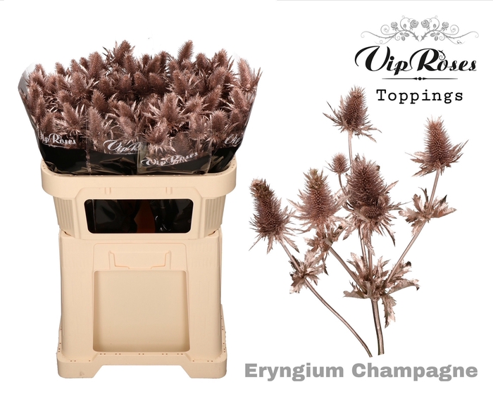 <h4>ERYNGIUM SUPERNOVA CHAMPAGNE 70cm</h4>