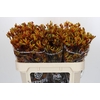 Anigozanthos Gold Fever
