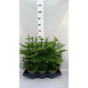 Araucaria heterophylla