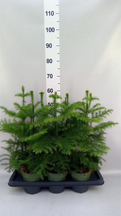 <h4>Araucaria heterophylla</h4>