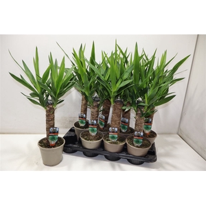 Yucca