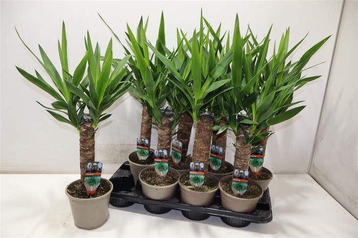 <h4>Yucca</h4>