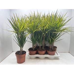 Dracaena mix 17Ø 75cm 2pp