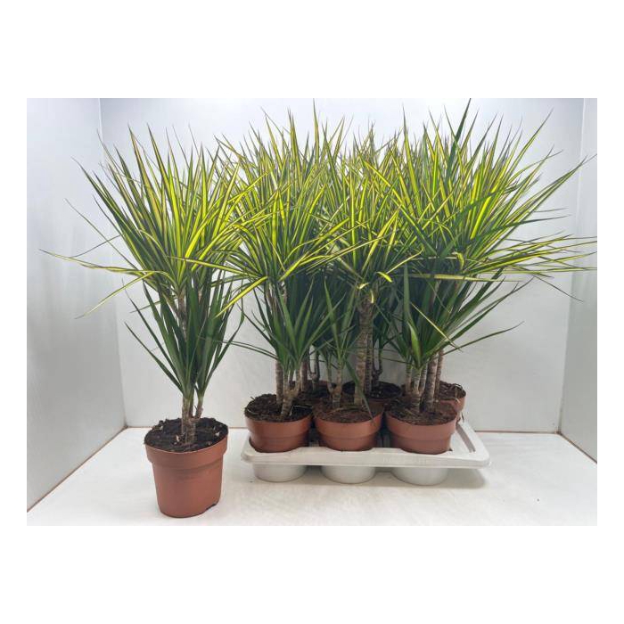<h4>Dracaena mix 17Ø 75cm 2pp</h4>