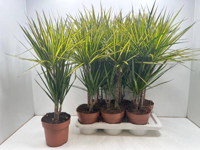 Dracaena mix 17Ø 70cm 2pp