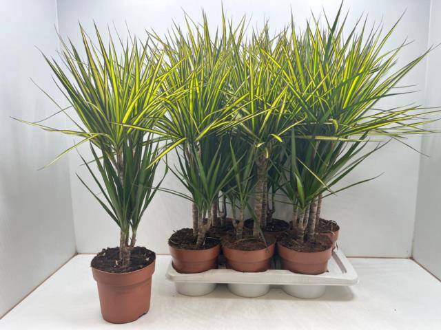 Dracaena mix 17Ø 75cm 2pp