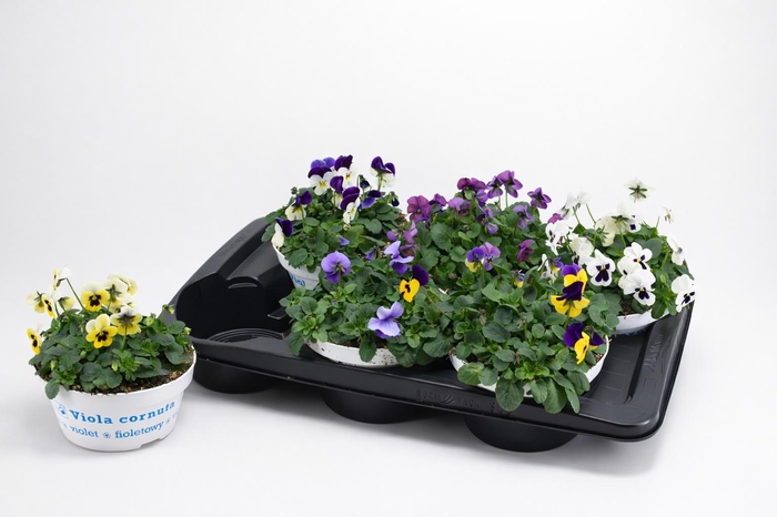 <h4>VIO CO EM GEM</h4>