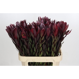 Leucadendron Saf Sunset Dark Red