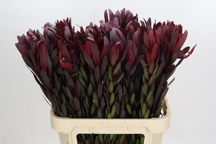 <h4>Leucadendron Saf Sunset Dark Red</h4>