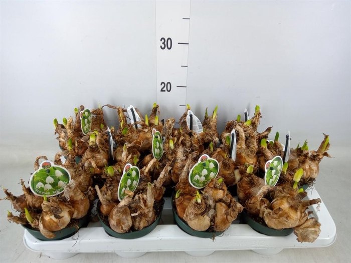 <h4>Leucojum aestivum</h4>