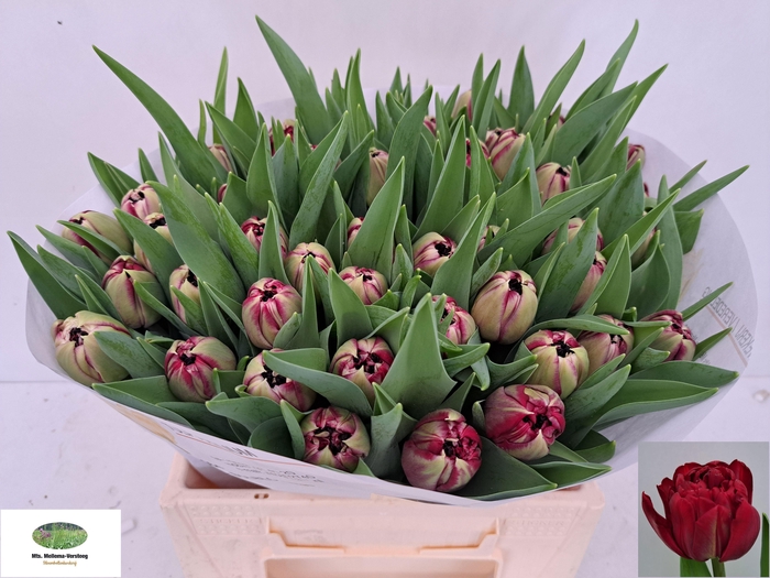 <h4>TU DU DR BOERHAAVE</h4>