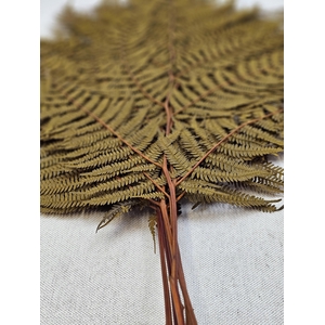 GESTABILISEERD VAREN MOSTERD