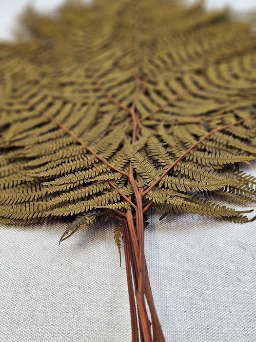 <h4>GESTABILISEERD VAREN MOSTERD</h4>