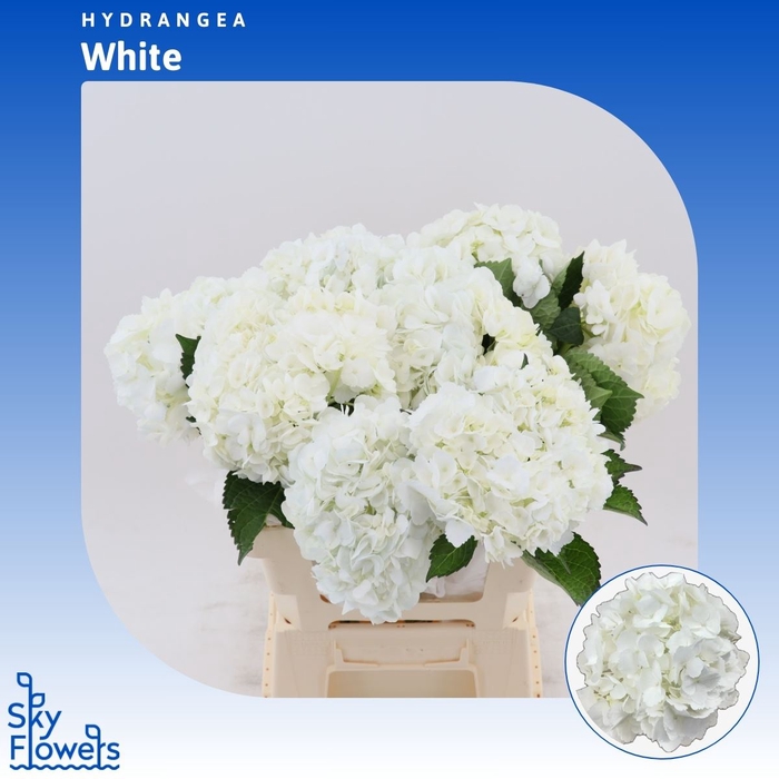 <h4>Hydrangea White</h4>