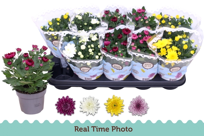 <h4>CHRYS GEVULDBL GEM</h4>