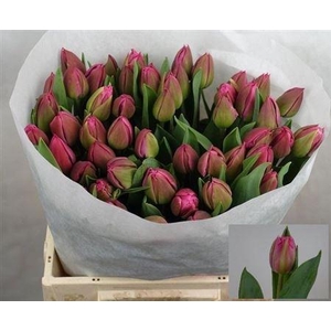 Tu Du Queen Of Marvel