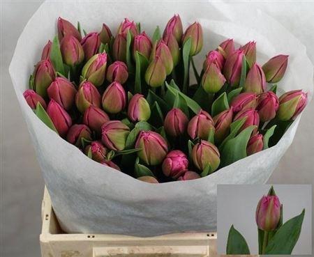 <h4>Tu Du Queen Of Marvel</h4>