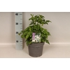 vaste planten 19 cm  Anemone Pretty Lady Maria