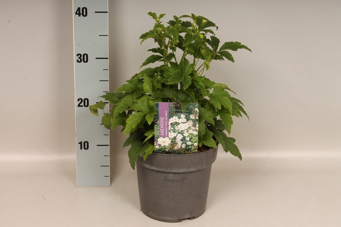 vaste planten 19 cm  Anemone Pretty Lady Maria