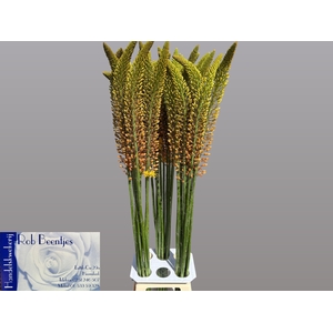 EREMURUS ORANGE PRIN