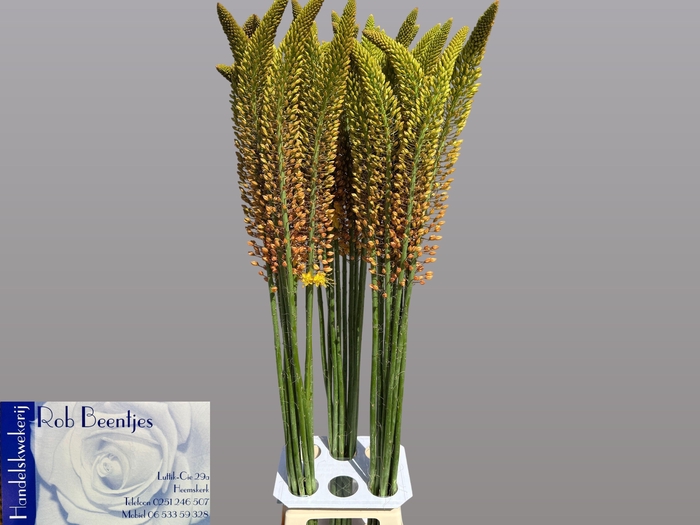<h4>EREMURUS ORANGE PRIN</h4>