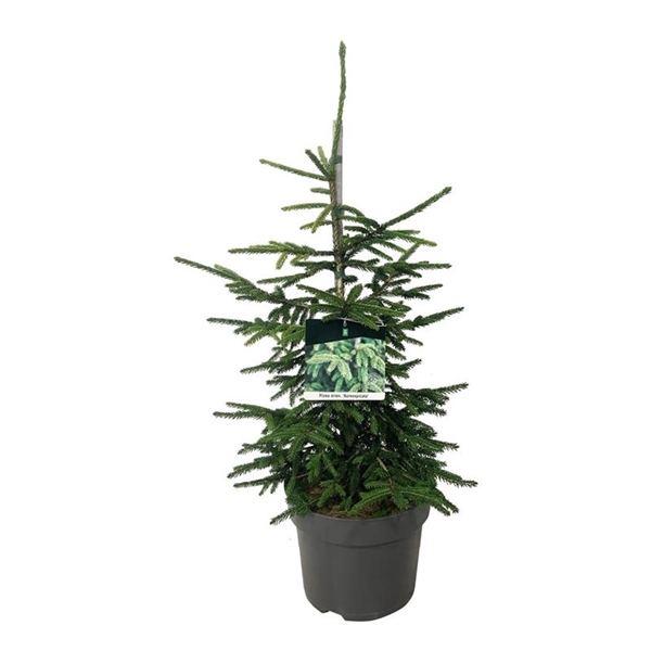 <h4>Picea orientalis 'Aureospicata'</h4>