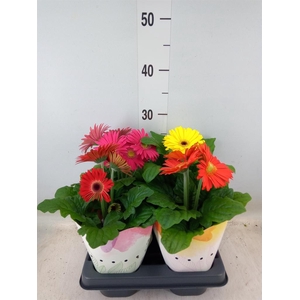 Gerbera  'Colourgame'   ...mix
