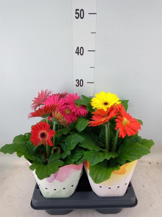 <h4>Gerbera  'Colourgame'   ...mix</h4>