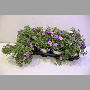 Calib Triob P Gem Pt