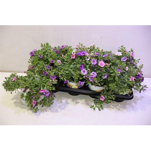 Calib Triob P Gem Pt