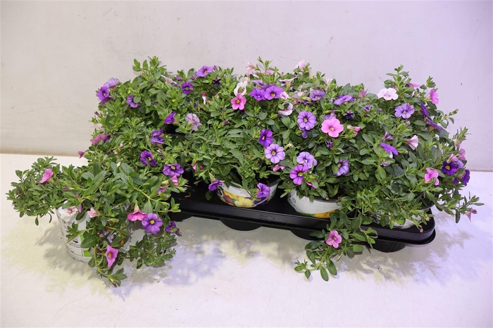 <h4>Calib Triob P Gem Pt</h4>